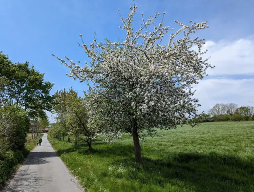 Blühende Apfelbäume am Wegesrand